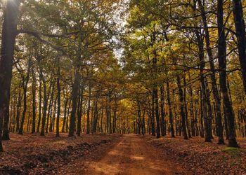 Εκεί που η Φύση Γίνεται Μύθος_ Φολόη & Φαράγγι των Κενταύρων - 3