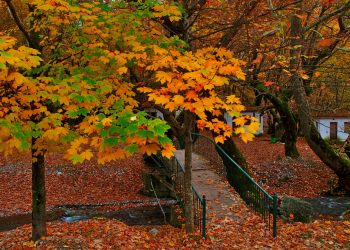 Beautiful autumn landscape from Planitero, in Kalavryta, Greece. Vivid, vibrant colorful fall image. Small bridge over river in sycamore plane tree forest.
